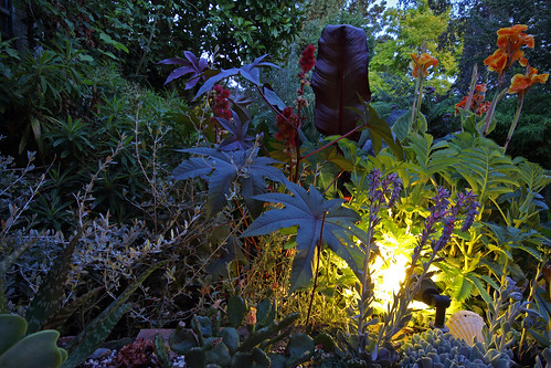 Garden August at Night