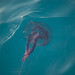 Formentera - Jellyfish