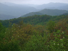 Foggy NC Mountains
