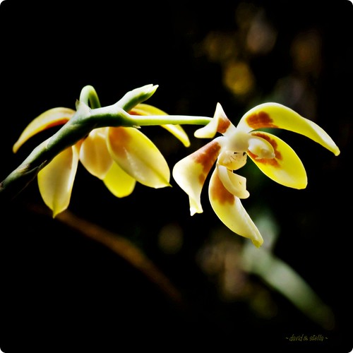 The Darkened Phalaenopsis {phal. fuscata}