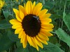 Sunflower and bee in Concord MA