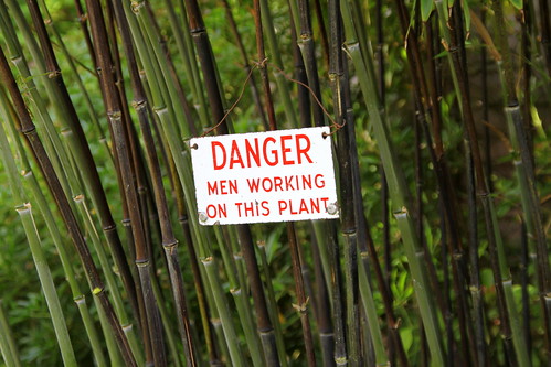 Danger Sign -  Old & new bamboo canes - Phyllostachys nigra