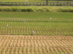 Egrets in the farm