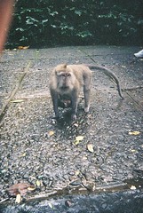 Ubud, bearded Macaque