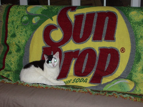 Sundrop kitty