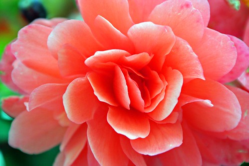 peachy-rose