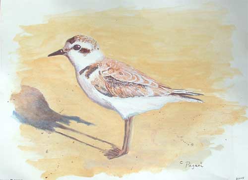 Endangered Species : The Snowy Plover, and Oregon shorebird - acrylic on paper