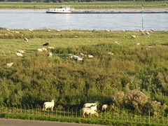 Rhine Sheep 0805 010