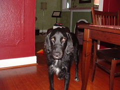 Bailey in Dining room