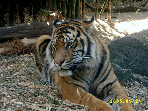 Тигър в Taronga Zoo