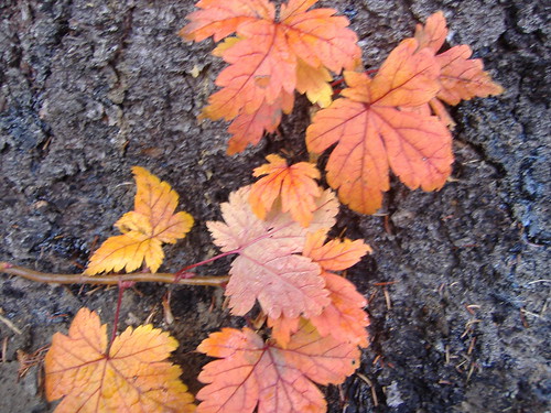 ACWMR Autumn in Alaska