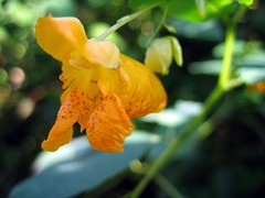 Orange Flower in Profile