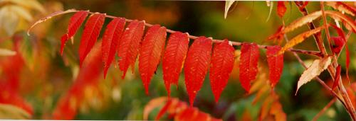 vtpano103-Autumn-Red-Sumac