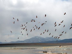 Salar Trip - 35 - Flamingos