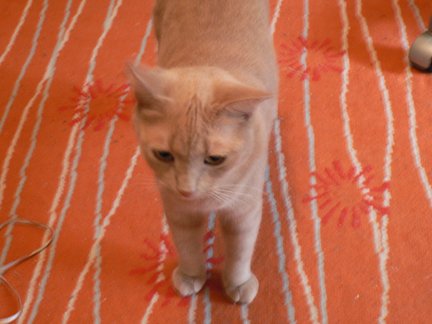 orange kitty, orange rug