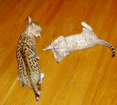 kittens in play