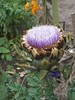 artichoke in herb garden at Acorn Bank