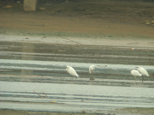 從單筒看到濕地上的白鷺鷥