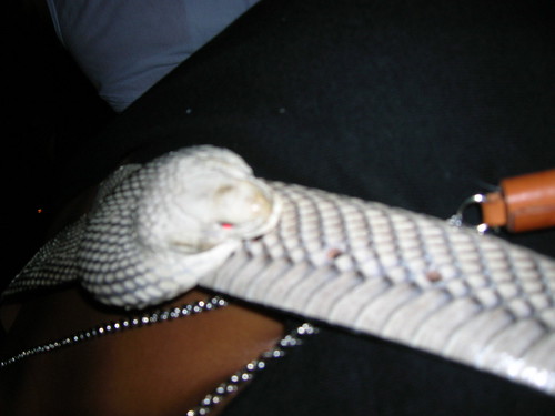snake belt