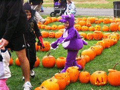 Barney in a Pumpkin Maze