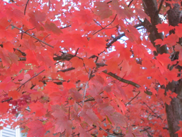 Maple Leaves (Red)