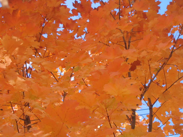 Maple Leaves (Orange)