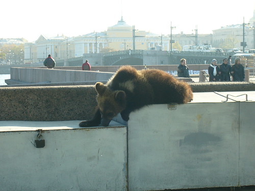 A bear. Near the river in St Petersburg