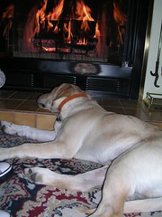 Rocky snoozing by the fire