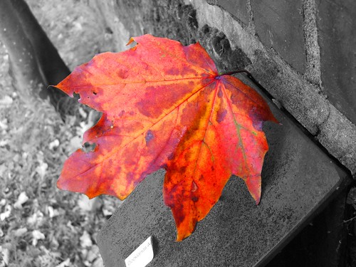 Autumn Colour