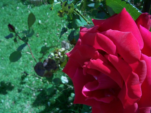rose in summer