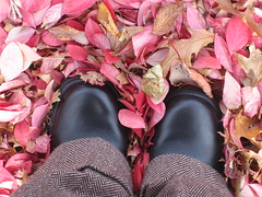 fall / outono