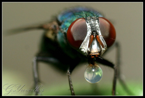 Bubble Blowing Fly