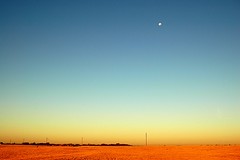 golden field with low hanging moon