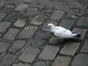 pigeon en ville