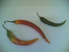 multi-coloured chilies