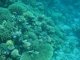 coral garden2