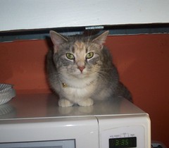 microwave kitty