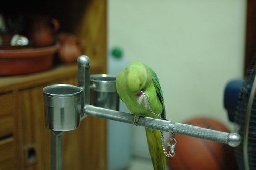Parrot-04