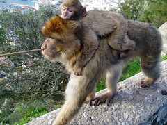 Barbary Apes on Gibraltar