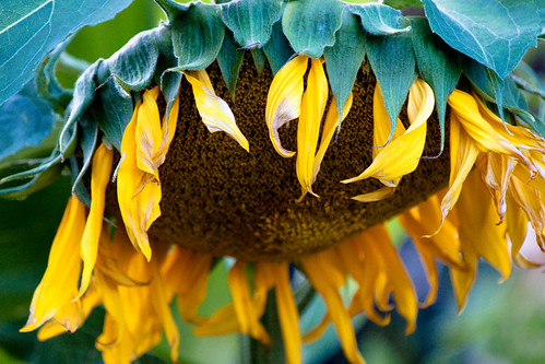 Sunflower Wilting