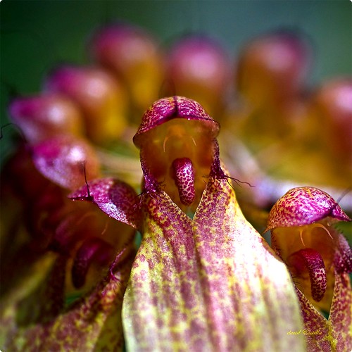 Bulbophyllum longiflorum Thouars