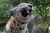 The leopard, Panthera pardus