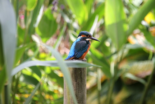 Kingfisher visiting my garden pond