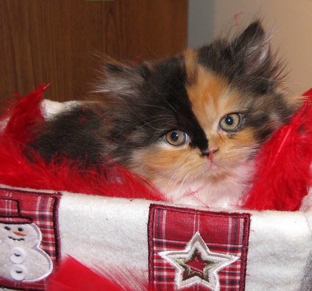calico persian cat. Calico Persian Kitten