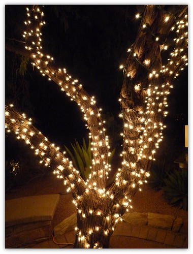 Light Wrapped Tree
