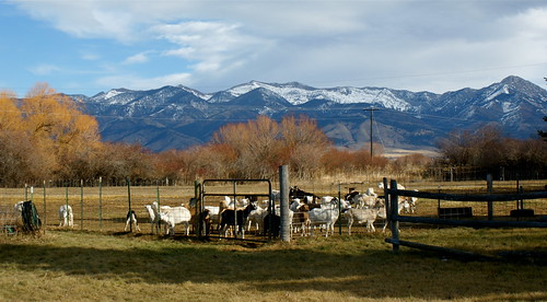 Goats & Mountains