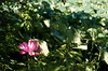 lotus bloom #4