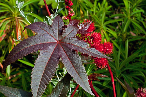 Ricinus communis - leaf