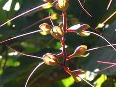 Barringtonia racemosa: Tori under the sun