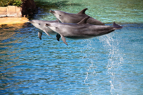 Dolphins at Seaworld